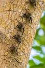 Caribbean-Trinidad-Caroni Swamp Bats lined up on tree Art Print